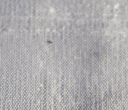 White White