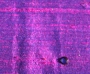 Purple Pearl Purple Pearl