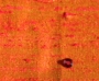Tangerine