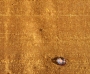 Sahara
